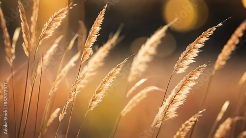 Closeup shot of dry grass in a sunny field