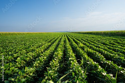 Soybean field with rows of soya bean plants