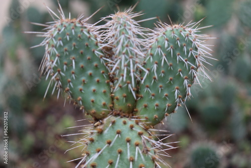 kaktus opuncja Opuntia polyacantha var. nicholii Manu photo