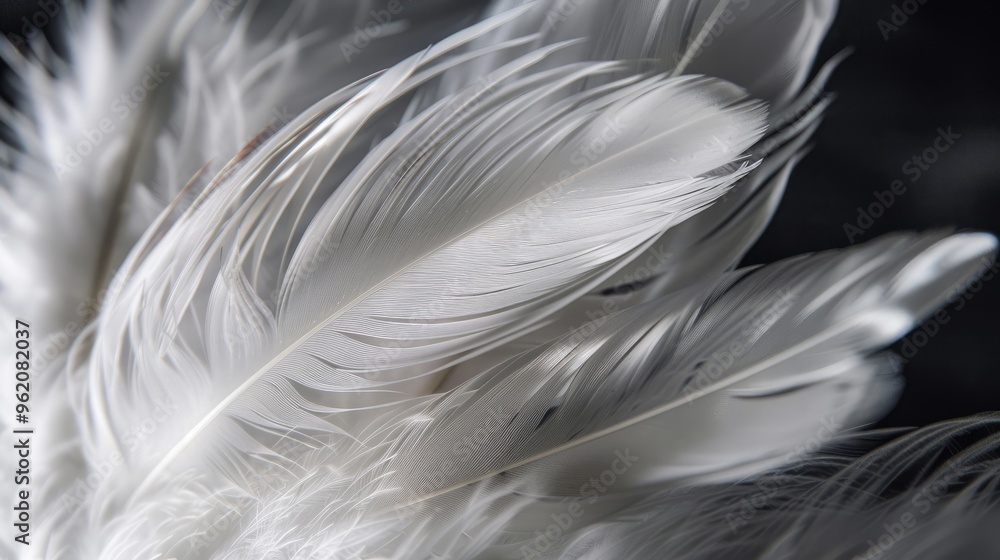 Fototapeta premium White bird feathers against dark backdrop.