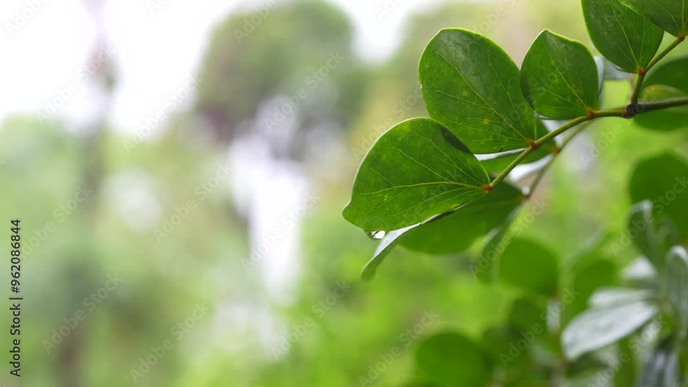 Water drop on lignum vitae tree leaves Water drop on lignum vitae tree leaves