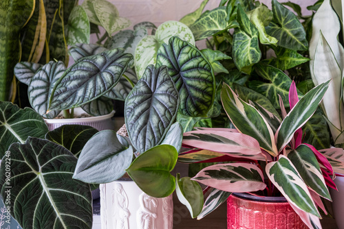 Lots of houseplants. Home gardening. Favorite hobby. Urban jungle concept. Close-up..