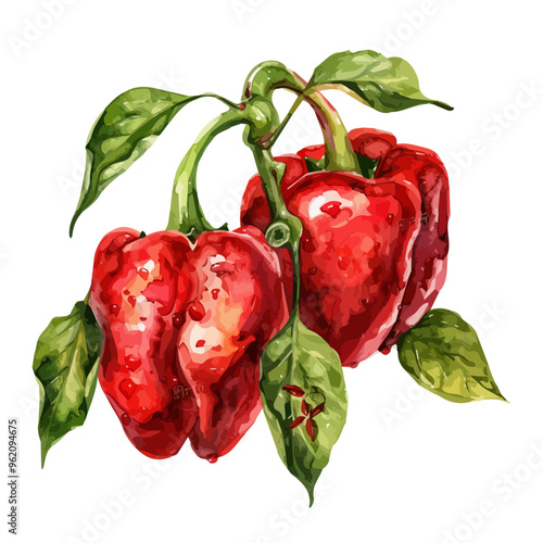 Watercolor of Bell pepper, isolated on a white background, and Bell pepper vector