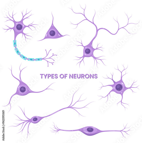 Types of neurons. Nerve cell