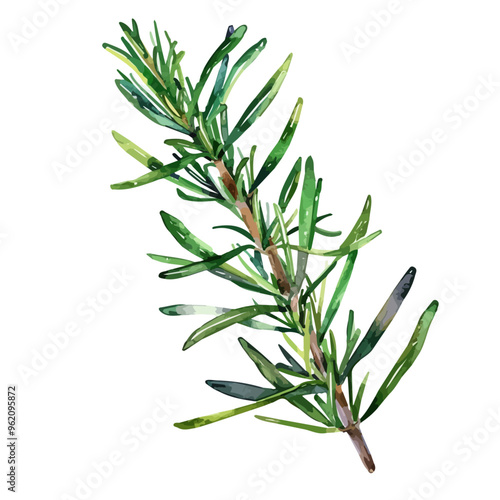 Watercolor painting of Rosemary, isolated on a white background, and Rosemary vector