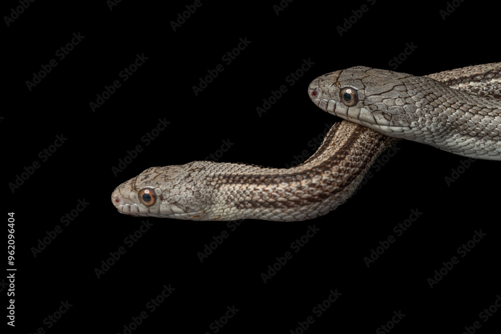 Striped White Oak Runner Gray Rat Snake Striped White Oak Runner Gray Rat Snake