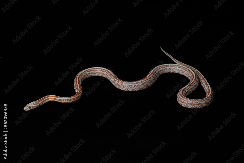 Obraz premium Ultra Miami Tessera Corn Snake