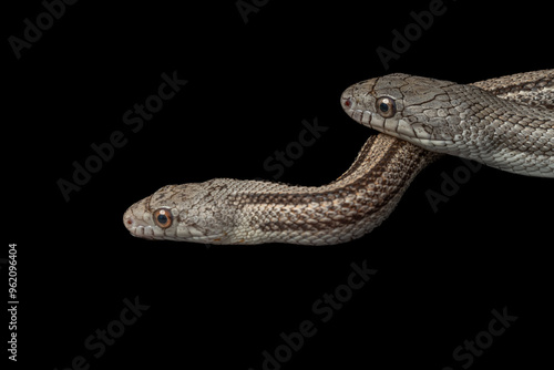 Striped White Oak Runner Gray Rat Snake photo