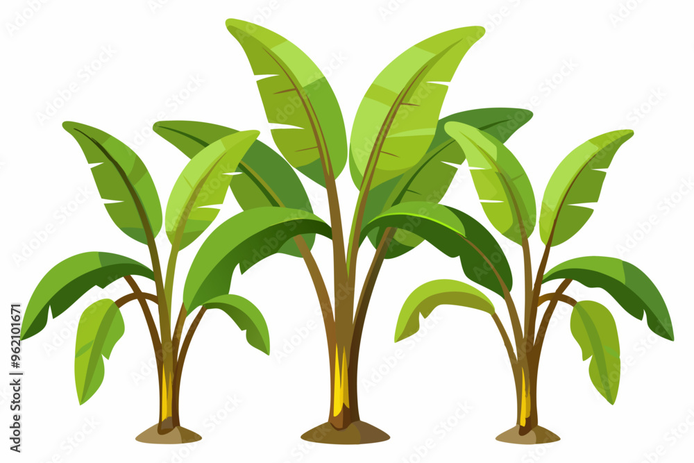 three banana plants vector illustration three banana plants vector illustration