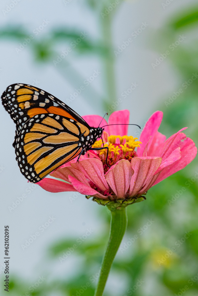 Monarch butterfly feeding from pink zinnia in flower garden Monarch butterfly feeding from pink zinnia in flower garden