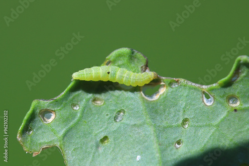 Young diamondback moth Plutella xylostella caterpillar feeding on cabbage.