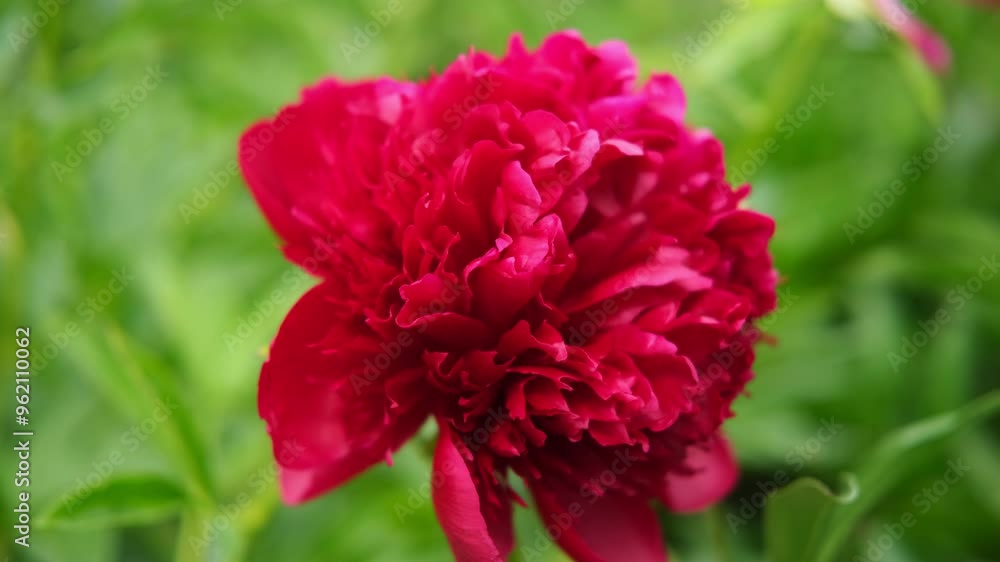 Pink peony growing, blurred leaves background. Gently fresh flower bush. Gardening, landscaping. Plant Nurse Ad. Backdrop for product promote. Flower shop. Green home garden. Landscape design. Path Pink peony growing, blurred leaves background. Gently fresh flower bush. Gardening, landscaping. Plant Nurse Ad. Backdrop for product promote. Flower shop. Green home garden. Landscape design. Path