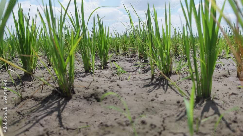 Dry rice fields. Young green rice growing in dry rice fields. Global warming has an impact on agricultural land becoming dry Dry rice fields. Young green rice growing in dry rice fields. Global warming has an impact on agricultural land becoming dry