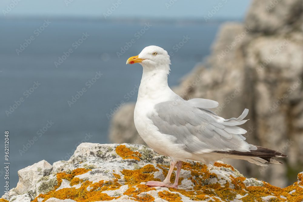 Herring gull (Larus argentatus) resting on a rock. Herring gull (Larus argentatus) resting on a rock.