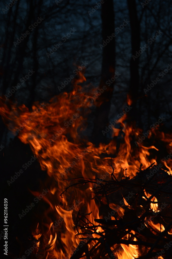 Flames of the midnight forest