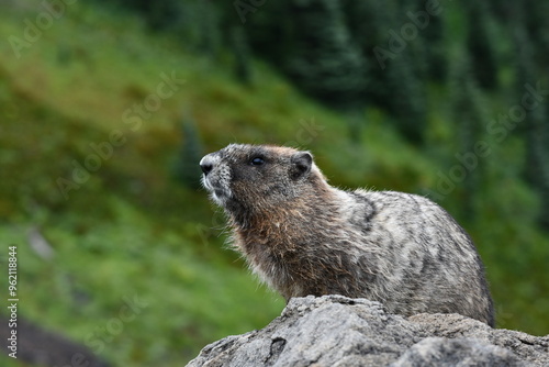 Mt Rainier National Park Hoary Marmot Perched