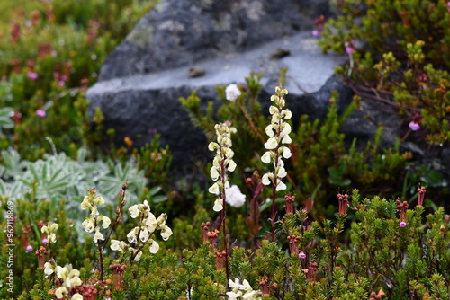 Mt Rainier National Park Flowers