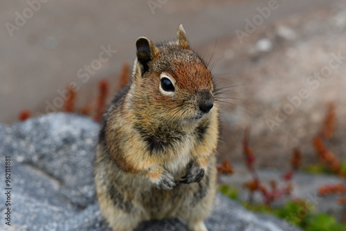 Mt Rainier National Park Chipmunk