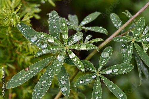 Lupine with Dew Drops
