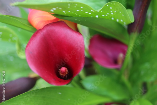 kalla Zantedeschia photo