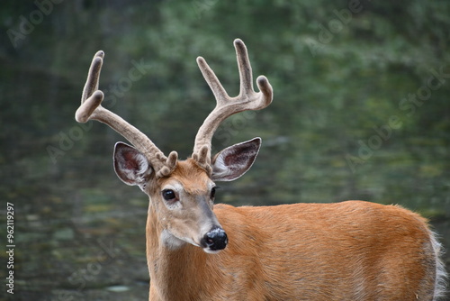 Glacier National Park Deer