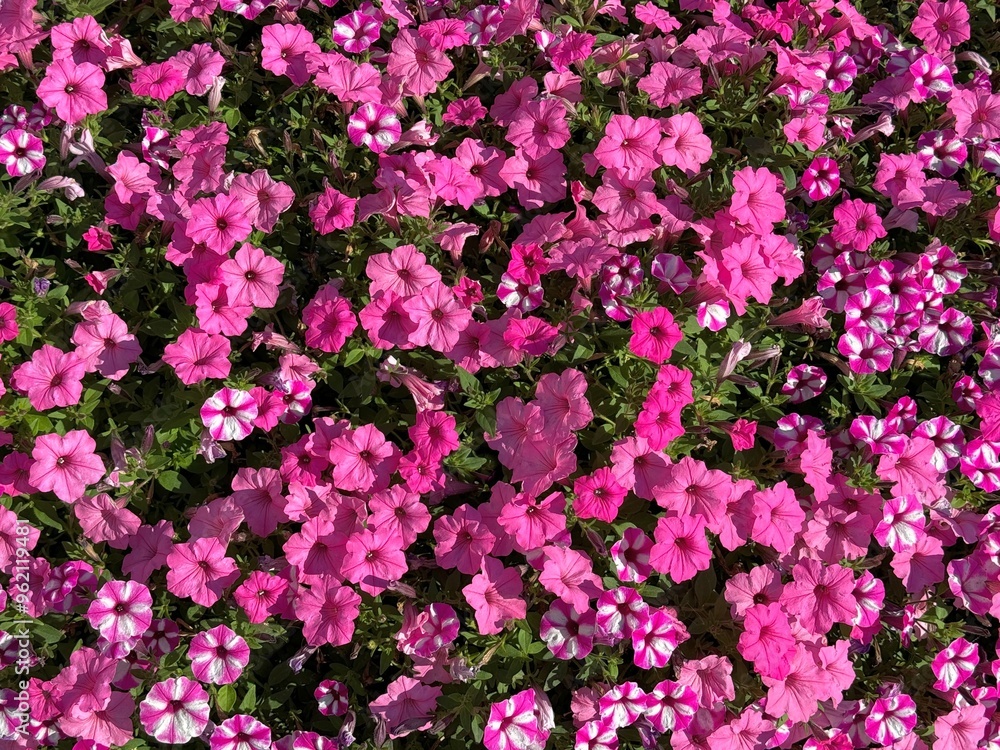 Petunia pink and striped pink white flowers Petunia pink and striped pink white flowers