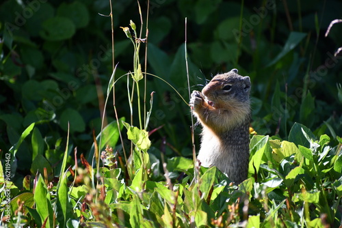Glacier National Park Prairie Dog