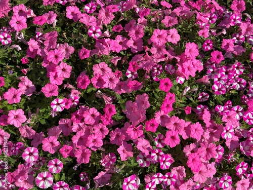 Wallpaper Mural Petunia pink and striped pink white flowers Torontodigital.ca