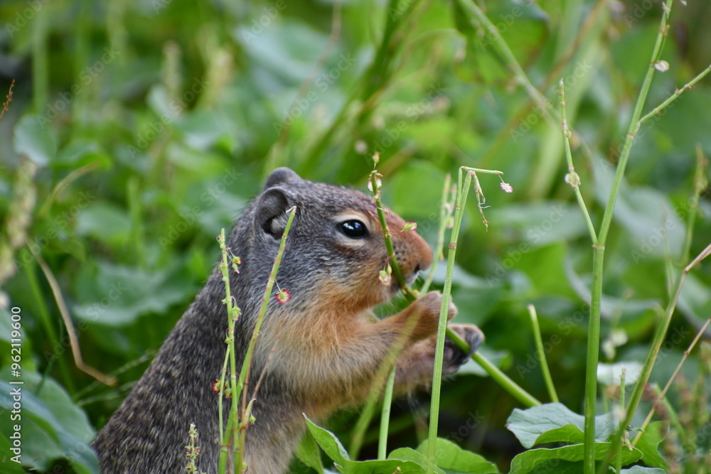 Fototapeta premium Glacier National Park Prairie Dog