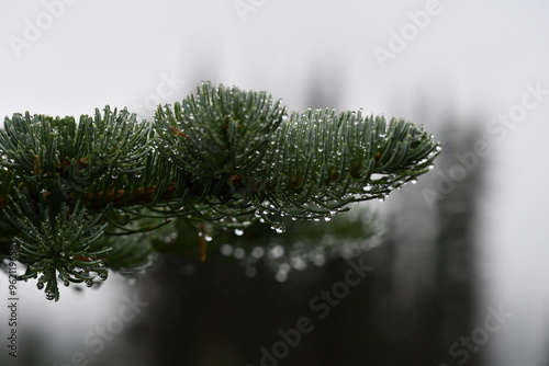 Pine with Dew