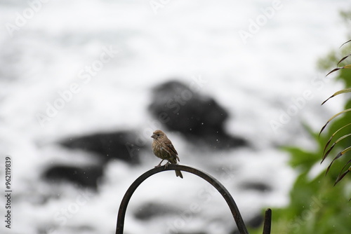 Tropical Bird in the Rain