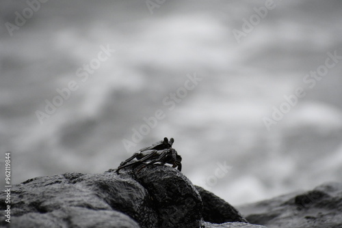 Black Hawaiian Crab on a Rock