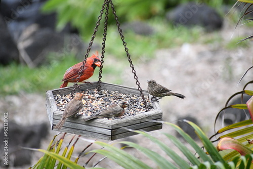 Tropical Birds