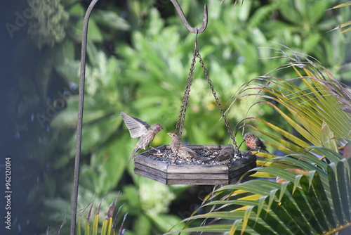 Tropical birds