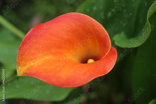 kalla Zantedeschia photo