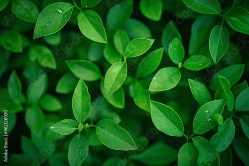 A close-up image capturing fresh green leaves with water droplets on them, showcasing nature's pure and vibrant aesthetics.