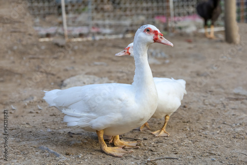 The white duck in nature farm thailand