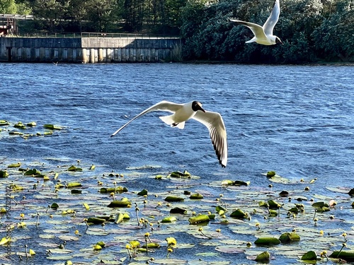 seagull in flight photo