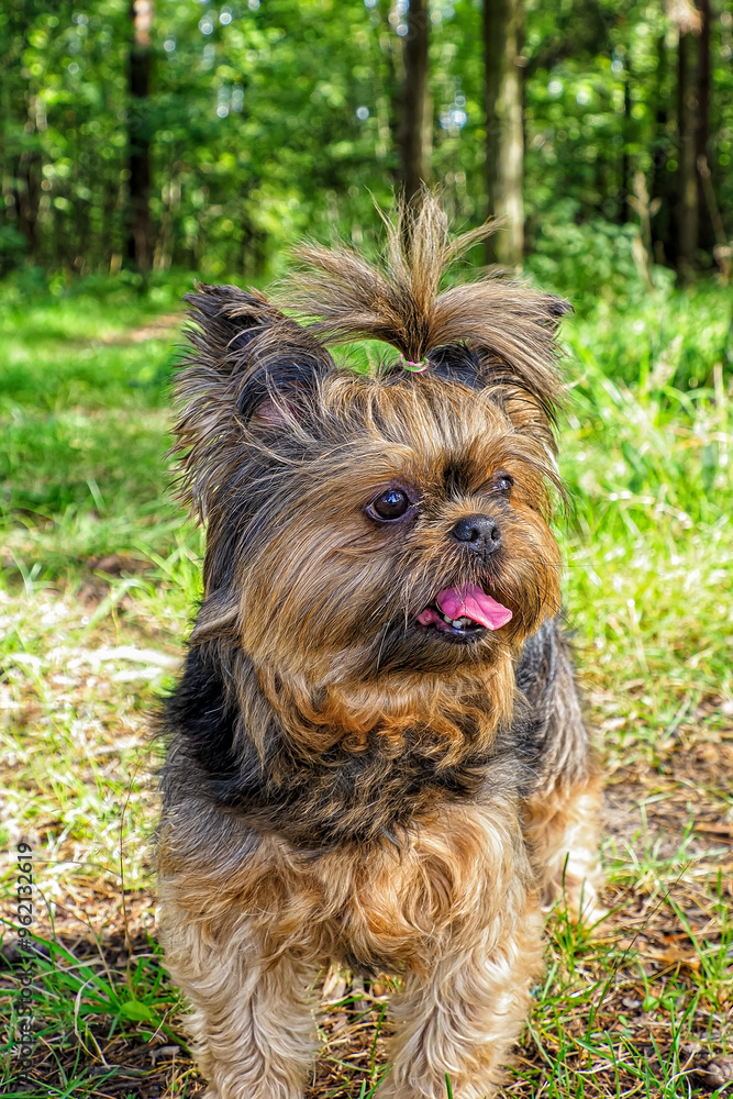A Yorkshire Terrier dog. Portrait of a cute purebred dog. Pets.