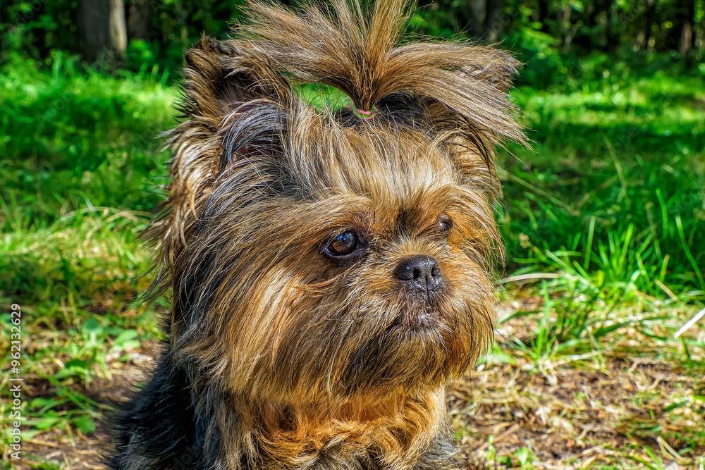 A Yorkshire Terrier dog. Portrait of a cute purebred dog. Pets. A Yorkshire Terrier dog. Portrait of a cute purebred dog. Pets.