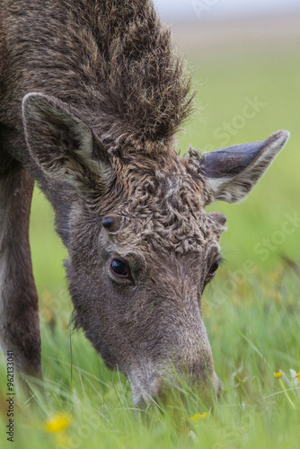 Fototapeta Naklejka Na Ścianę i Meble -  Łoś