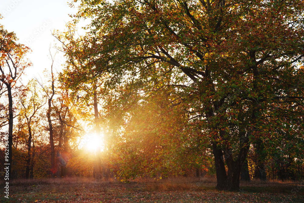 Naklejka premium Amazing autumn park (forest) with colorful trees and sunlight. autumn natural background