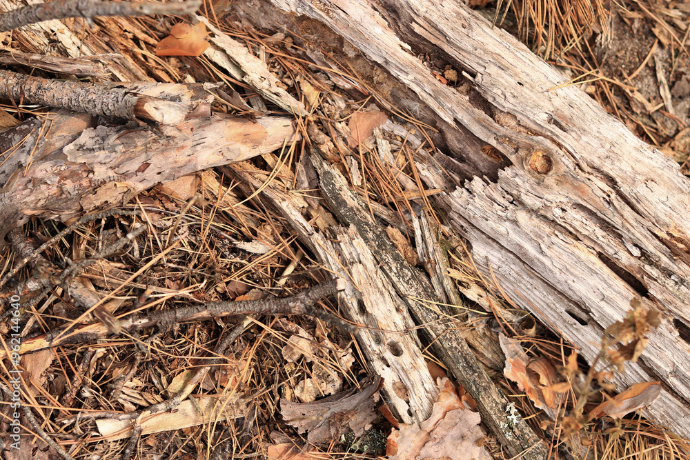 Ground in a coniferous forest, top-down view. Pine bark and vegetation on the forest floor. Natural background Ground in a coniferous forest, top-down view. Pine bark and vegetation on the forest floor. Natural background
