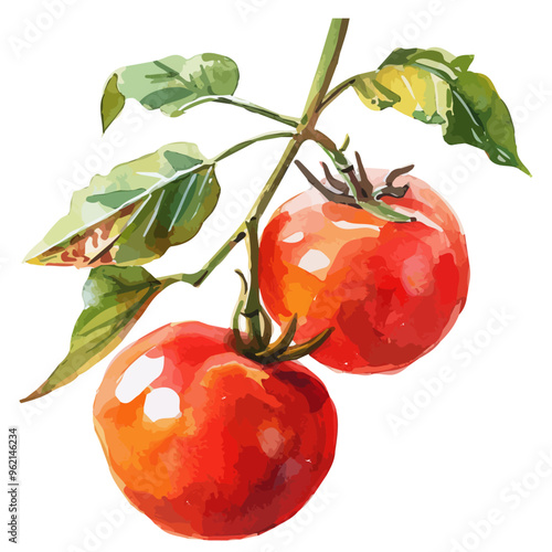 Watercolor vector of Tomato, isolated on a white background, and Tomato vector