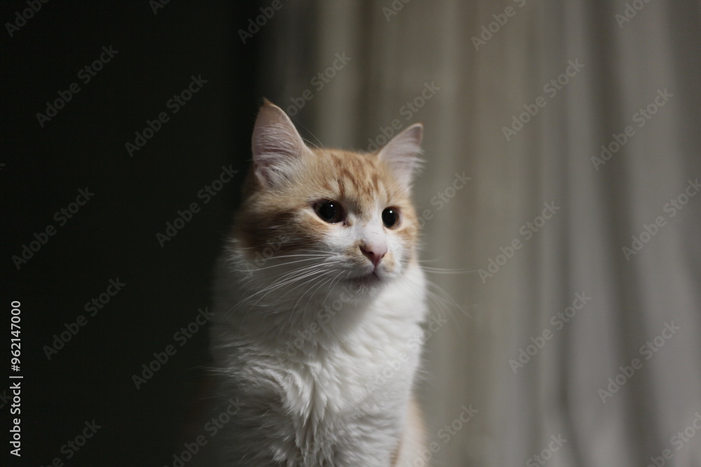 Fototapeta premium portrait of a cat