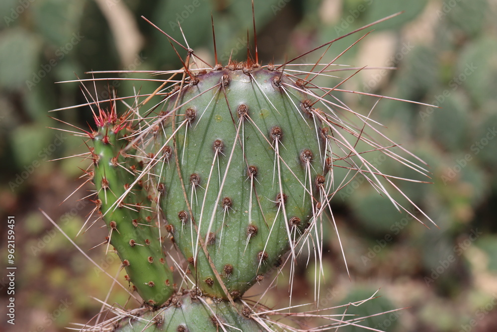 Naklejka premium kaktus opuncja Opuntia cv. Imperial Flame