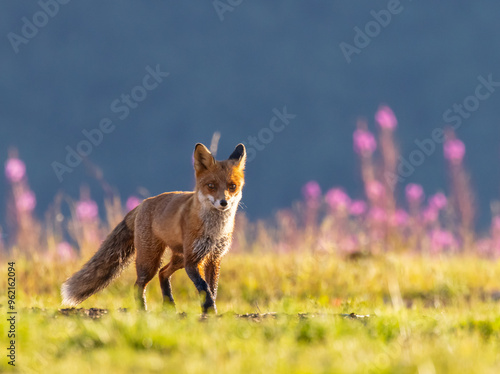 Red fox running across a field, with shadowcast moutnain in the background, backlit by early morning sun  photo