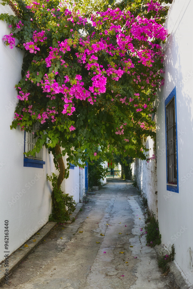 Fototapeta premium City, alley and plants in town, spring and buildings with environment, natural or ecology. Bodrum, Turkey or outdoor with architecture, flowers or eco friendly with trees, urban or travel destination
