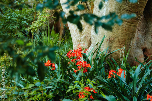 Park, environment and bush lily or flowers with plants in nature for ecology, sustainability and growth. Conservation, ecosystem preservation and biodiversity with clivia miniata for ecotourism photo