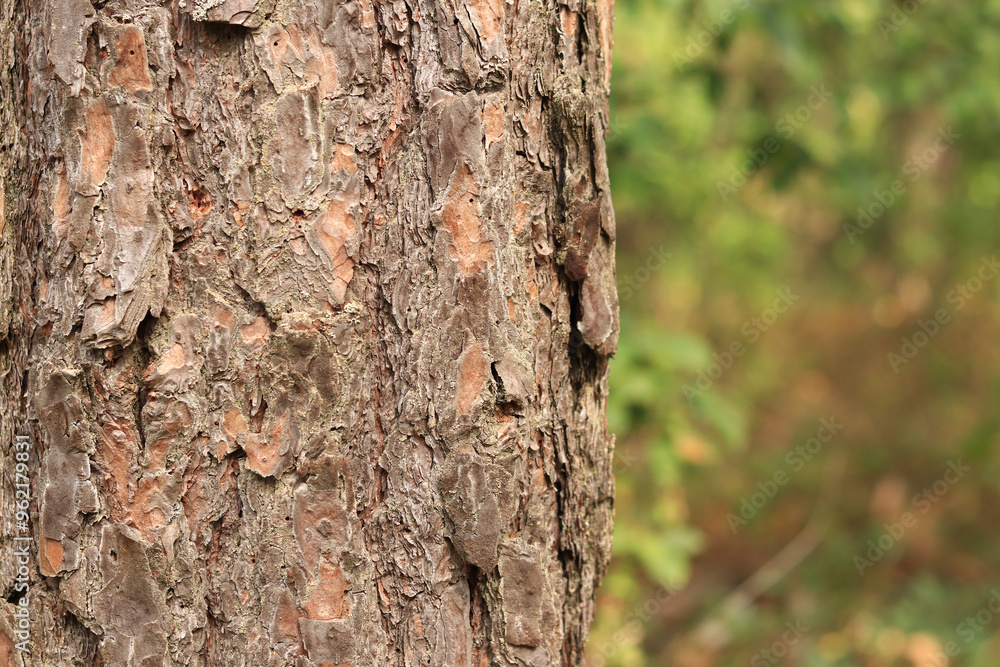 Pine tree, bark close-up. Close-up of pine bark in the forest for a natural background. Nature. Details. Focus on pine tree trunk with blurred background Pine tree, bark close-up. Close-up of pine bark in the forest for a natural background. Nature. Details. Focus on pine tree trunk with blurred background
